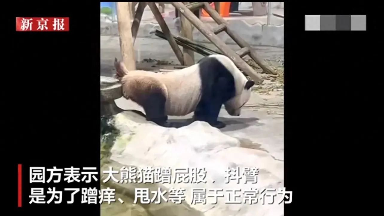 大熊貓性感抖臀致直播間被封十分鐘