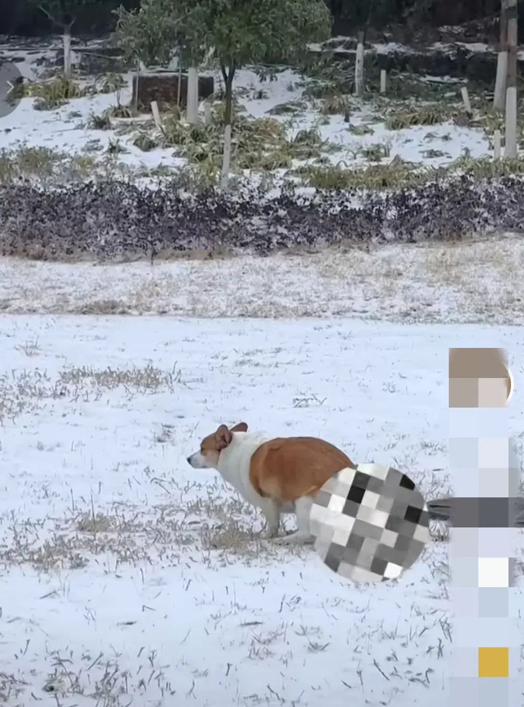 網(wǎng)友稱寵物狗從農(nóng)村回城后萎靡不振